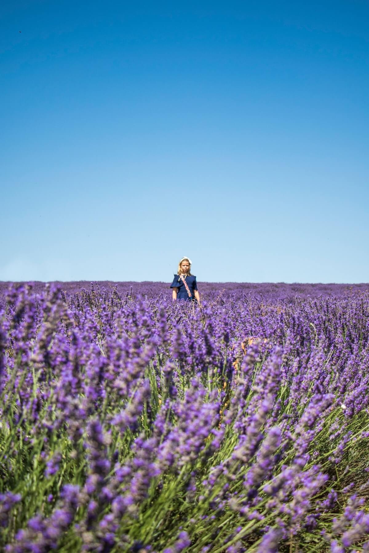 lavender field